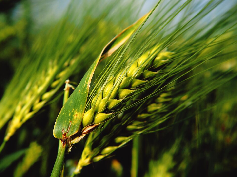 Nature cereals field