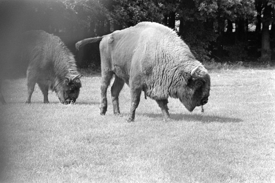 Wisenten in Amsterdamse Bos, Bestanddeelnr 927-3190