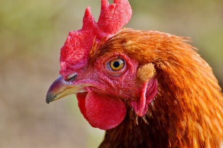 Free range livestock farm