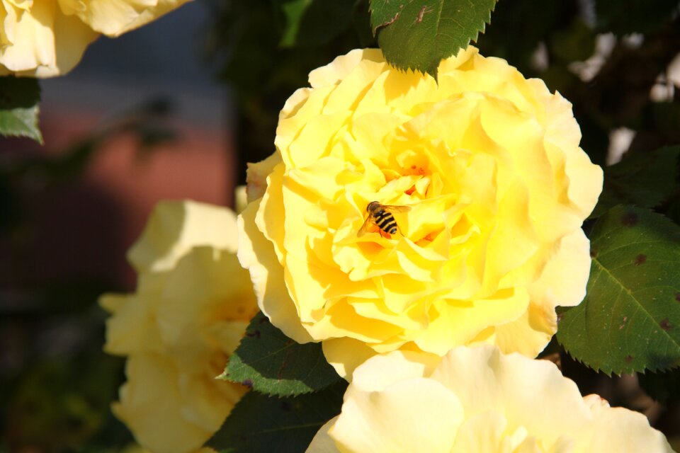 Plant rose flowers