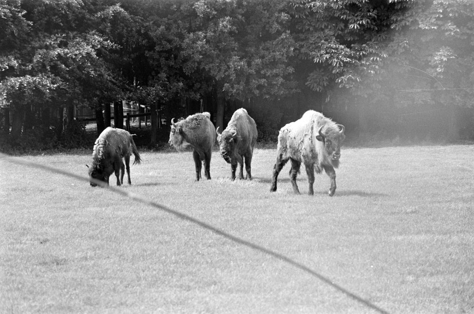 Wisenten in Amsterdamse Bos, Bestanddeelnr 927-3188