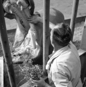 Wisent met jong in Artis. Oppasser maakt bek van nijlpaard schoon, Bestanddeelnr 912-9875