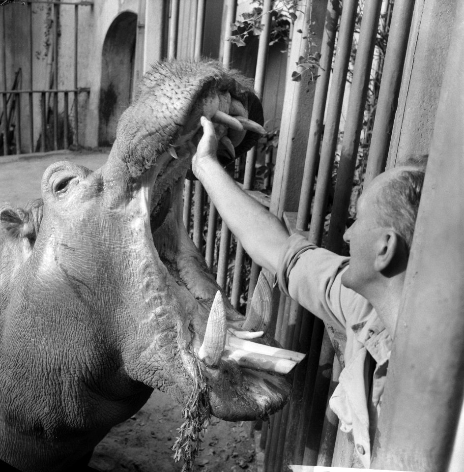 Wisent met jong in Artis. Oppasser maakt bek van nijlpaard schoon, Bestanddeelnr 912-9878