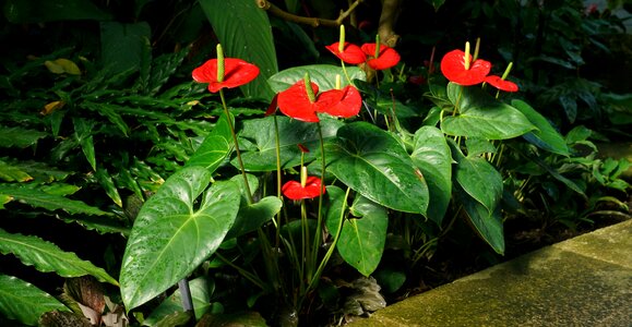 Kew gardens london photo