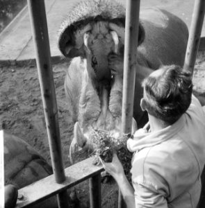 Wisent met jong in Artis. Oppasser maakt bek van nijlpaard schoon, Bestanddeelnr 912-9876