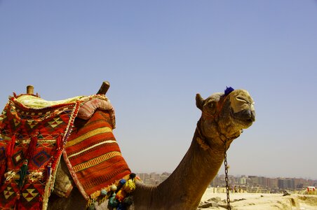 Dromedary desert animal photo