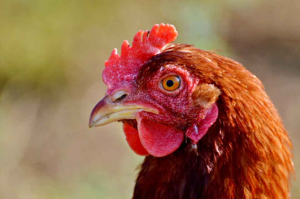 Free range livestock farm