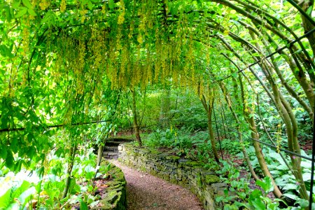 Wisteria - Renishaw Hall - Derbyshire, England - DSC02318