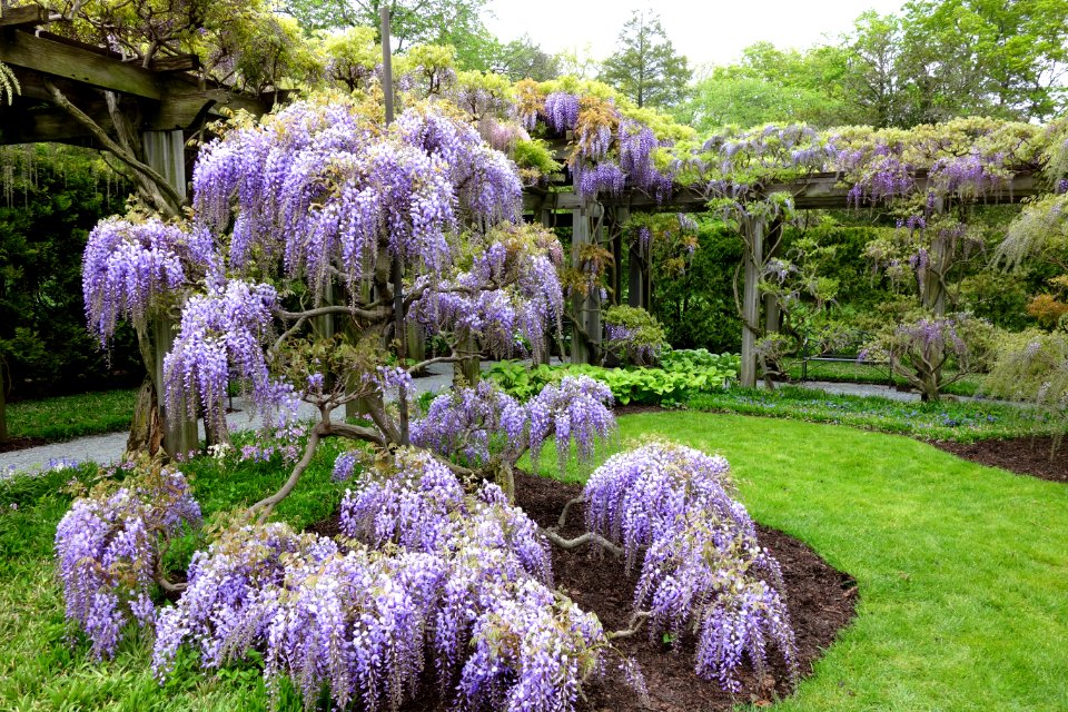 Wisteria - Longwood Gardens - DSC01003