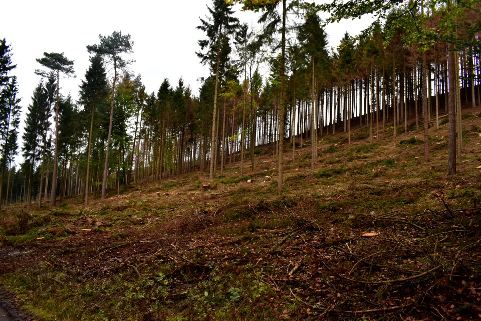 Wistinghauser Senne - Fichtensterben - 1