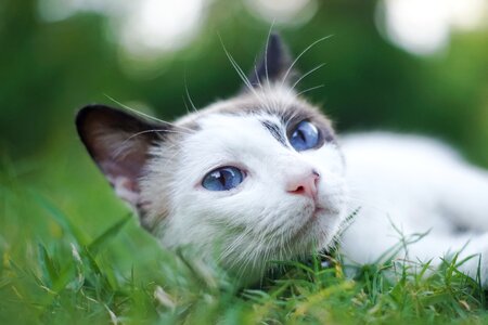 Little mammal cat