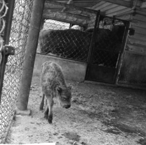 Wisent geboren in Artis, Bestanddeelnr 914-7002