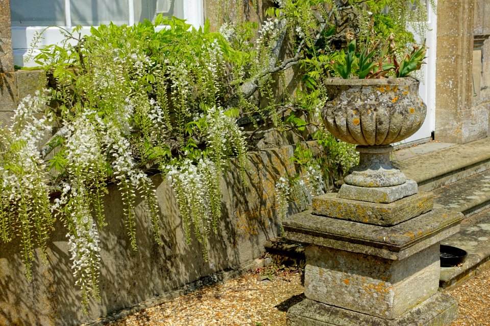 Wisteria on the Terrace Gardens - Bowood House - Wiltshire, England - DSC00760