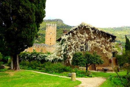 Wisteria - Giardino di Ninfa, Italy - DSC03172