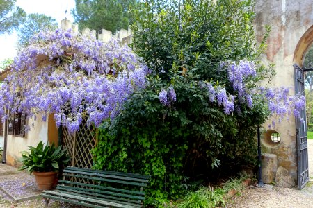 Wisteria - Museo Pietro Canonica - Villa Borghese - Rome, Italy - DSC05038