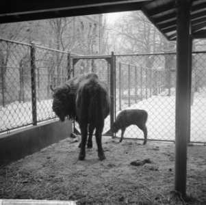 Wisent geboren in Artis, Bestanddeelnr 914-7001