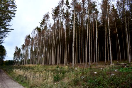 Wistinghauser Senne - Fichtensterben - 3