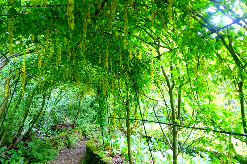 Wisteria - Renishaw Hall - Derbyshire, England - DSC02320