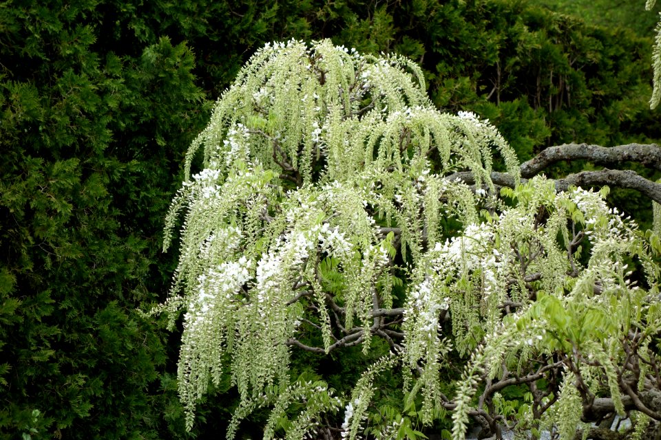 Wisteria - Longwood Gardens - DSC01011
