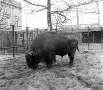 Wisent in Artis (Molkenboer), Bestanddeelnr 904-8690