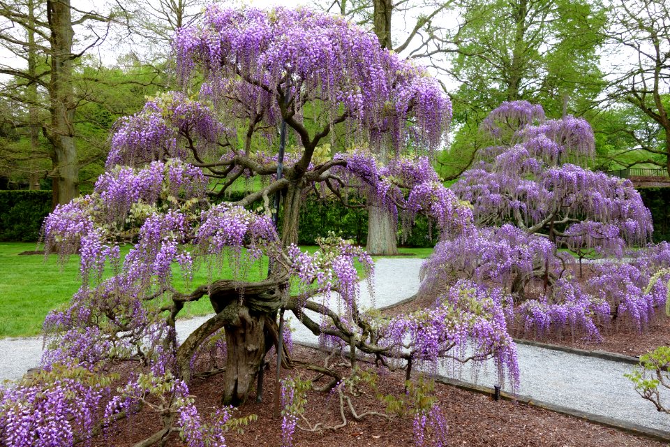Wisteria - Longwood Gardens - DSC01006