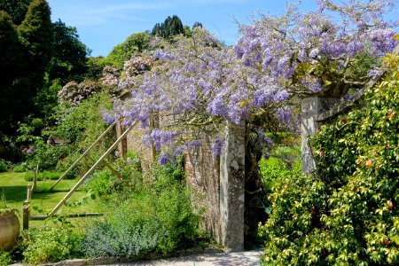 Wisteria - Lost Gardens of Heligan - Cornwall, England - DSC02830 photo