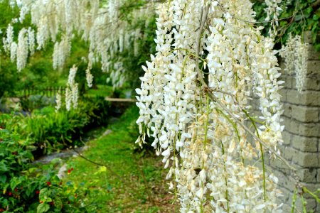 Wisteria - Giardino di Ninfa, Italy - DSC03189 photo