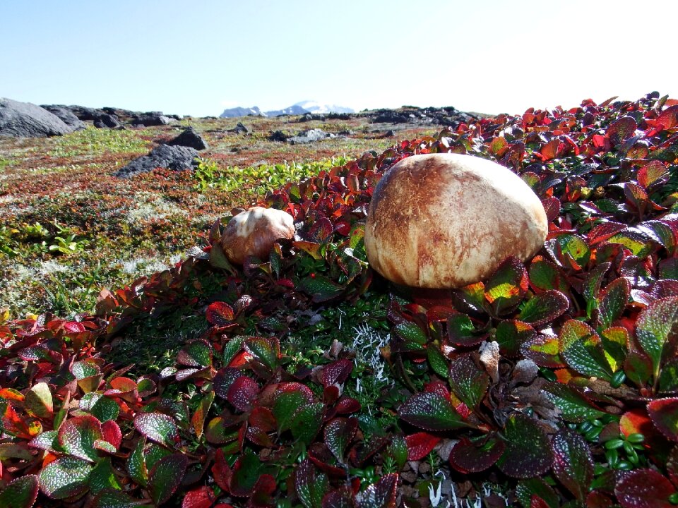 Nature edible mushrooms fall colors