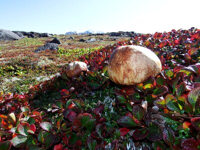 Nature edible mushrooms fall colors