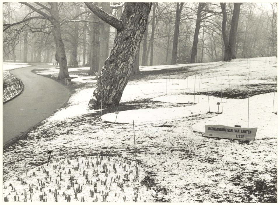 Winterse Keukenhof met de eerste sprietjes die de grond uitkomen. NL-HlmNHA 54020984