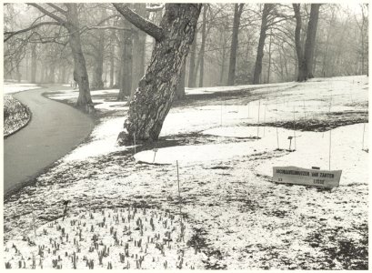 Winterse Keukenhof met de eerste sprietjes die de grond uitkomen. NL-HlmNHA 54020984