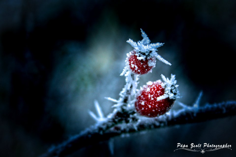 Winter Rosehips (188748431)