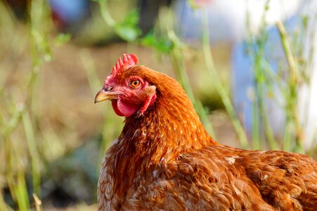 Free range livestock farm photo