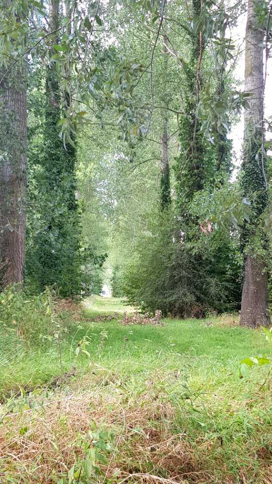 Wintershoven-Bomenlaan naar Kasteel Dessener (2)