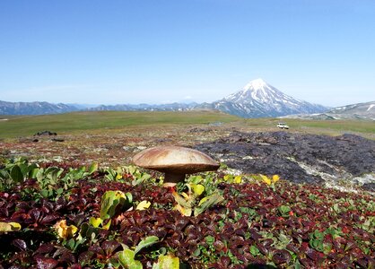 Nature edible mushrooms fall colors