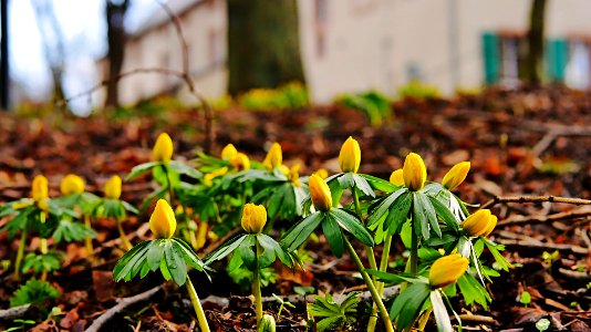 Winterlinge im Roscheider Hof H2c