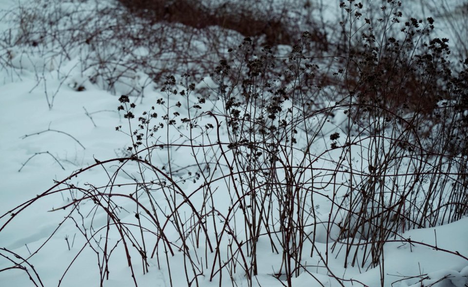 Winteraspect van Rubo-Origanetum