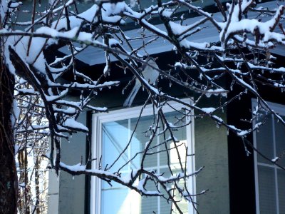 Winter view with branches covered with snow and icicles photo