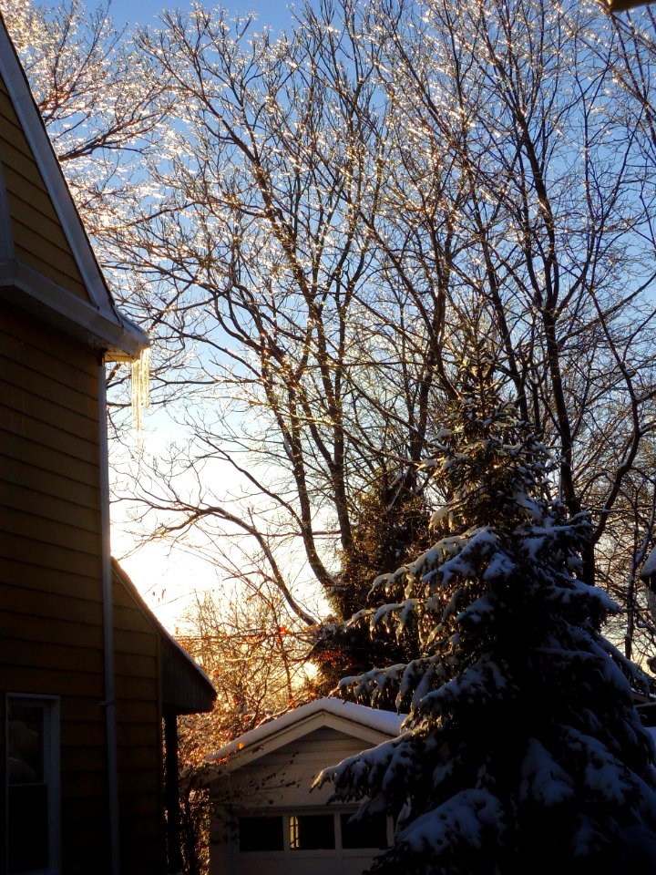Winter sunlight on icy trees Summit NJ