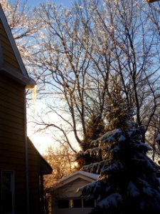 Winter sunlight on icy trees Summit NJ