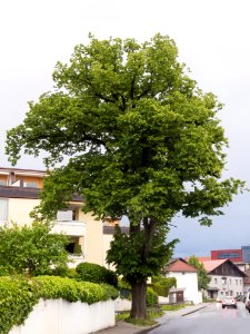 Winterlinde in Hall