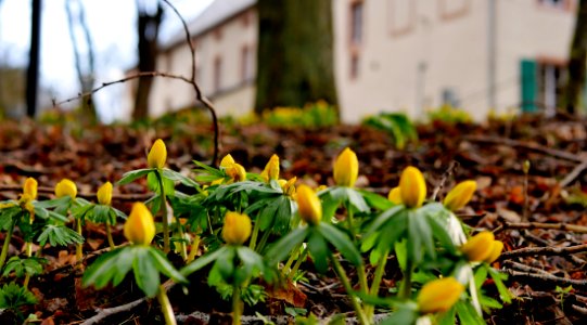 Winterlinge im Roscheider Hof H1a