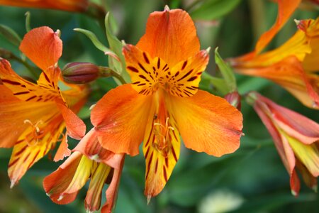 Plant nature alstroemeria photo