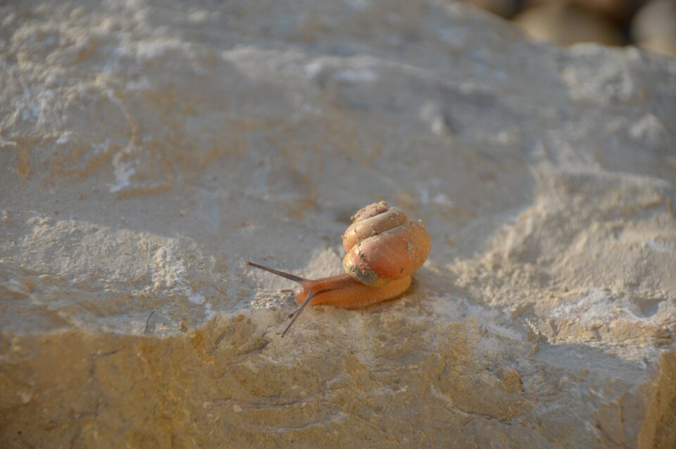 Sand coast animal