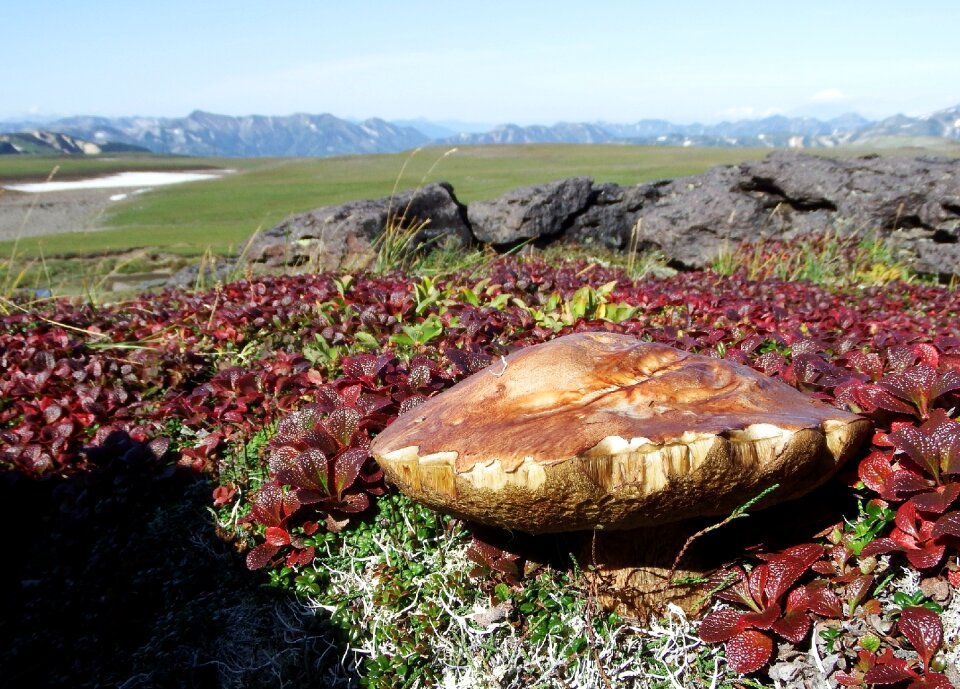 Nature edible mushrooms fall colors