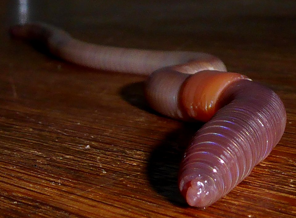 Winterregenwurm