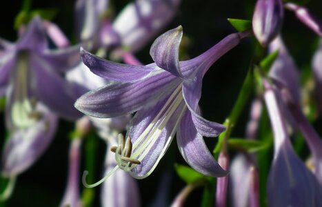 Hosta leaf summer blooming