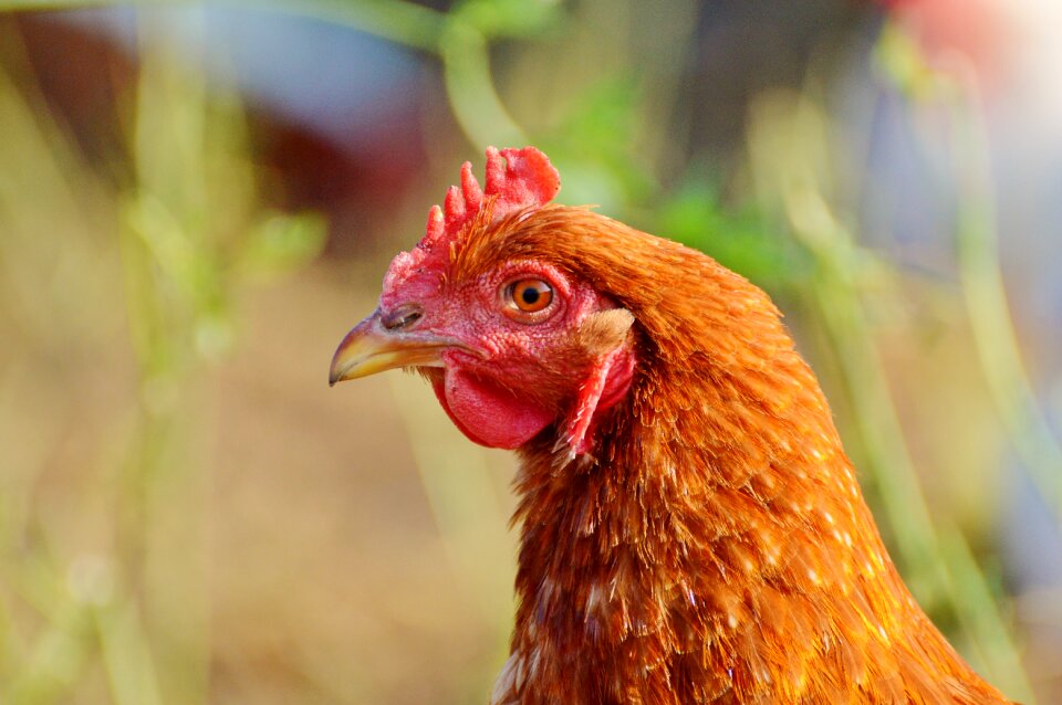 Free range livestock farm