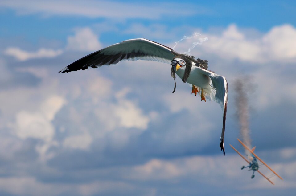 Machine gun bird aircraft