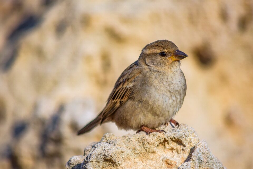 Bird animal outdoors